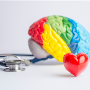 models of a heart and a brain
